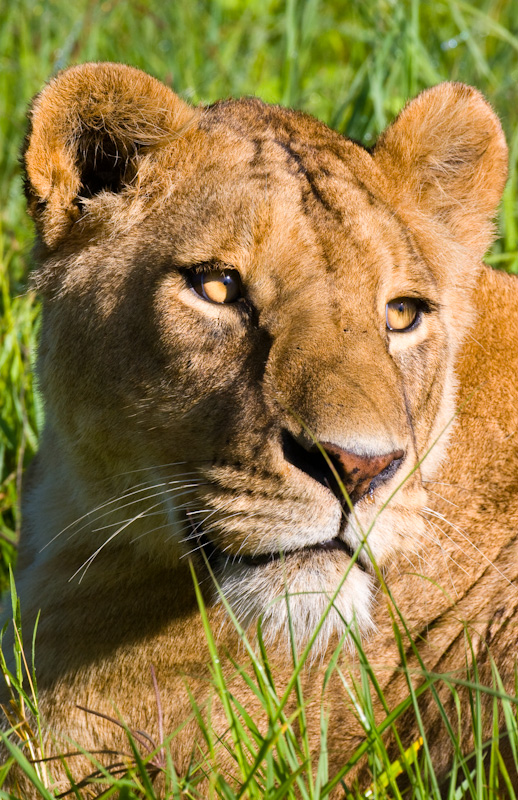Lioness In Grass